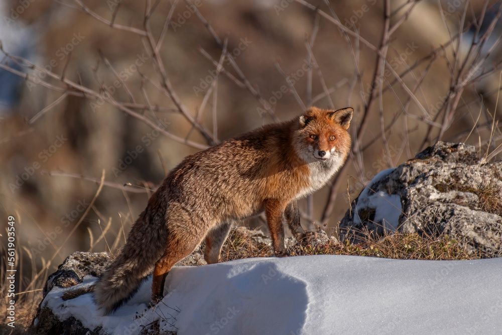 Red fox (Vulper vulpes) with winter fur walking on the snow in a mountain alpine meadow, in the sunset light, Italian Alps.