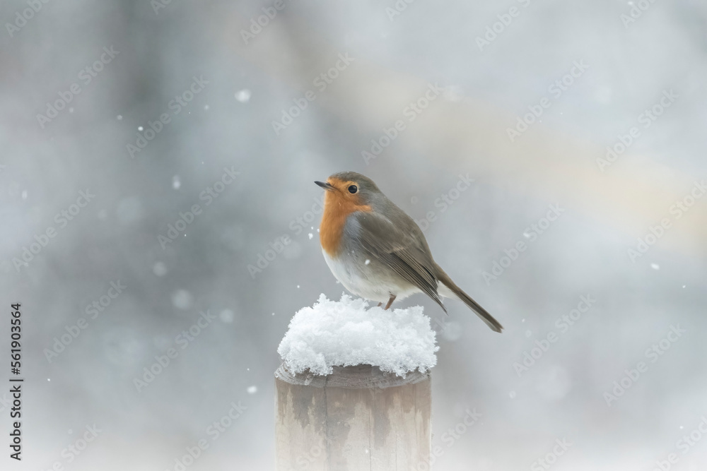 A robin bird - redbreast (Erithacus rubecula) stand on a wooden post snow covered while the snowflakes fall around him against snowfall backgroud- cute animals - christmas theme - Piedmont, Italy