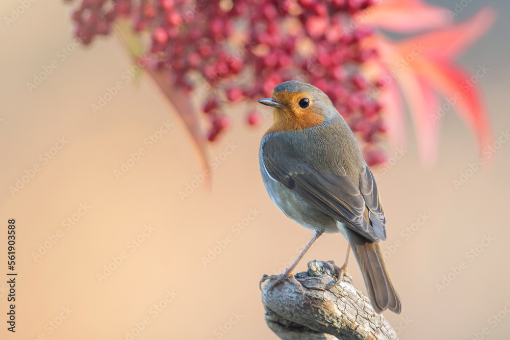 European Robin bird (Erithacus rubecula) perched against red berries background. Italian Alps, December.