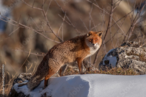 Obraz na płótnie Red fox (Vulper vulpes) with winter fur walking on the snow in a mountain alpine meadow, in the sunset light, Italian Alps. w salonie