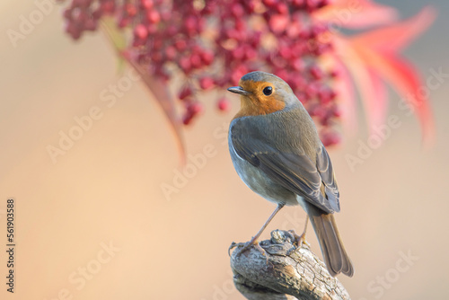 Obraz na płótnie European Robin bird (Erithacus rubecula) perched against red berries background. Italian Alps, December. w salonie