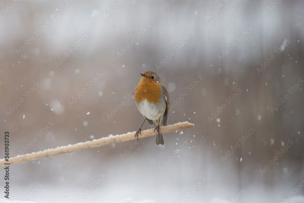 Cute robin - redbreast (Erithacus rubecula) standing on a small wooden post during a snowfall surrounded snowflakes background. Christmas card - cute animals in the snow - Horizontal - Italy