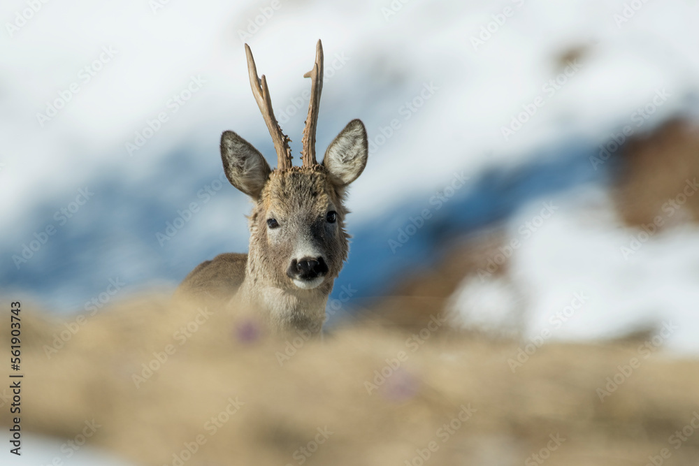 Adorable wild male roe deer or roebuck (Capreolus capreolus) emerging from a snowy alpine meadow in winter time against snowy slope in the background, Italian Alps, Piedmont.