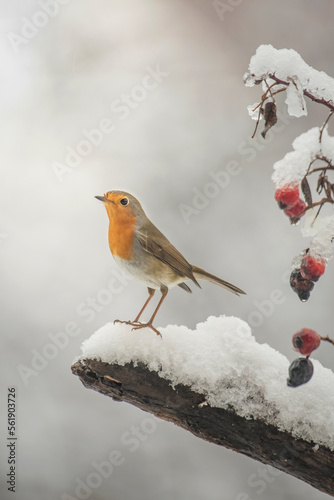 Obraz na płótnie Happy new year - Robin (Redbreast - Erithacus rubecula) perched on a snowy log nearby frozen red berries in a typical christmas atmosphere. Italian Alps. w salonie