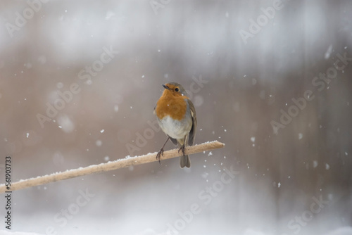 Obraz na płótnie Cute robin - redbreast (Erithacus rubecula) standing on a small wooden post during a snowfall surrounded snowflakes background. Christmas card - cute animals in the snow - Horizontal - Italy w salonie