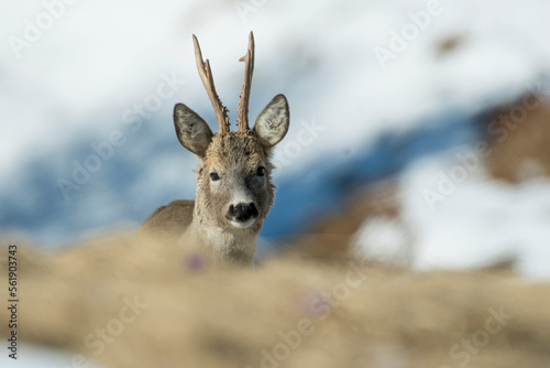 Obraz na płótnie Adorable wild male roe deer or roebuck (Capreolus capreolus) emerging from a snowy alpine meadow in winter time against snowy slope in the background, Italian Alps, Piedmont. w salonie