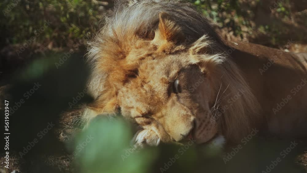 Close-up of a lion's head sleeping in a zoo enclosure among green leaves. A lion in captivity. High quality 4k footage Close-up of a lion's head sleeping in a zoo enclosure among green leaves. A lion in captivity. High quality 4k footage