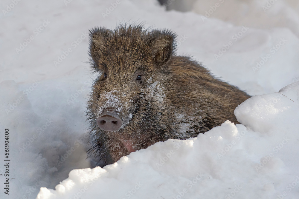 Wild boar cub (Sus scrofa) faces deep snow with great tenacity and some snowflakes remain on his snout - italian Alps Wild boar cub (Sus scrofa) faces deep snow with great tenacity and some snowflakes remain on his snout - italian Alps