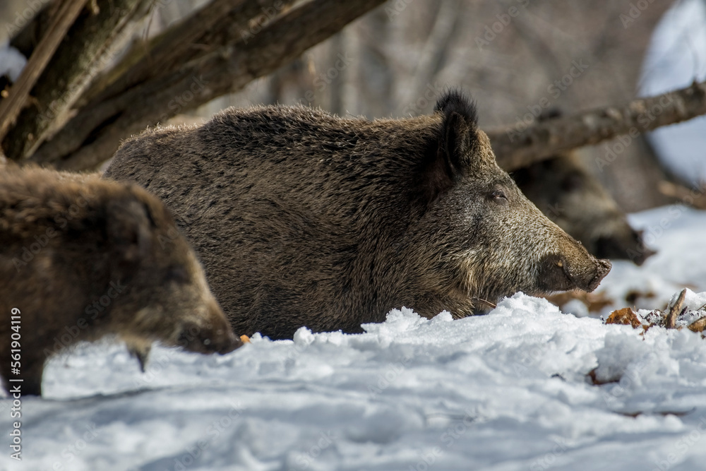 Winter wild boar mother and cub (Sus scrofa) walking in a snowy forest in typical habitat, Italian Alps, Monviso Natural Park. Different generations compared
