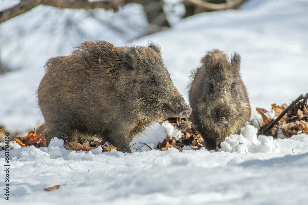 Cute young wild boars (Sus scrofa) feeding in the snowy ground in a typical environment on the Italian alps, Piedmont. Wild piglet in the snow.