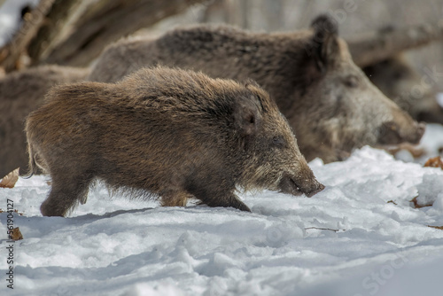 Winter wild boar mother and cub (Sus scrofa) walking in a snowy forest in typical habitat, Italian Alps, Monviso Natural Park. Different generations compared