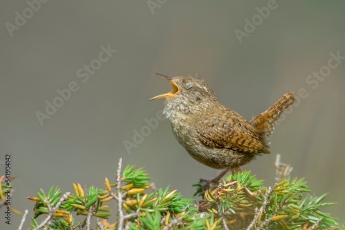 Eurasian wren (Troglodytes troglodytes) or northern wren,  perched on a juniper tree freely singing at sunset. Italian Alps, June.