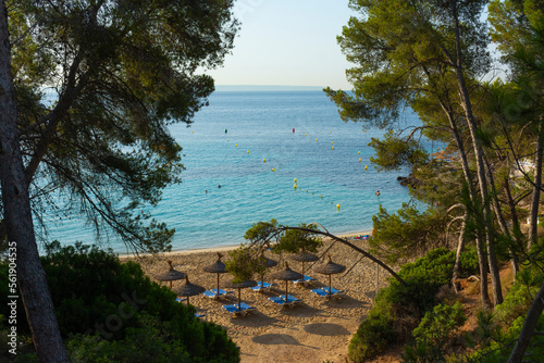 Comtesa cove between pines