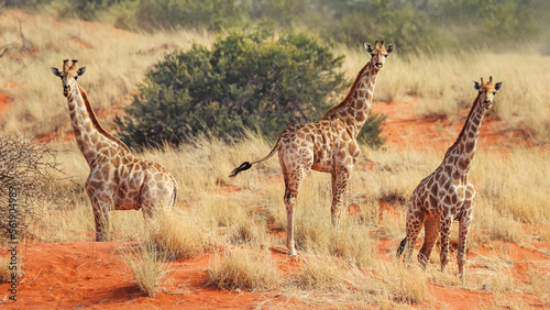 Photos Giraffes in the Kalahari desert