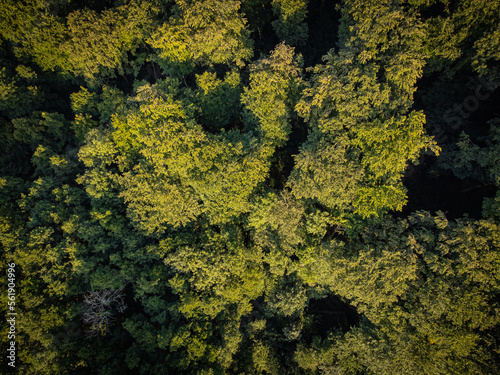 Photo of green trees from the bird view. Useable as background with space for text
