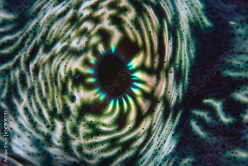 Detail of the siphon of a giant clam, Tridacna derasa, growing on a shallow coral reef in the Solomon Islands. photo