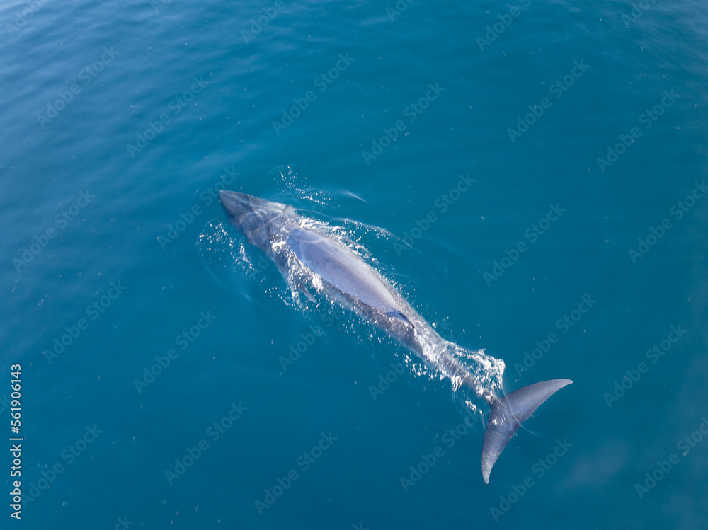 Fototapeta premium An Omura's whale, Balaenoptera omurai, breathes at the surface of the South Pacific Ocean. This fast, little-known rorqual feeds on planktonic organisms.