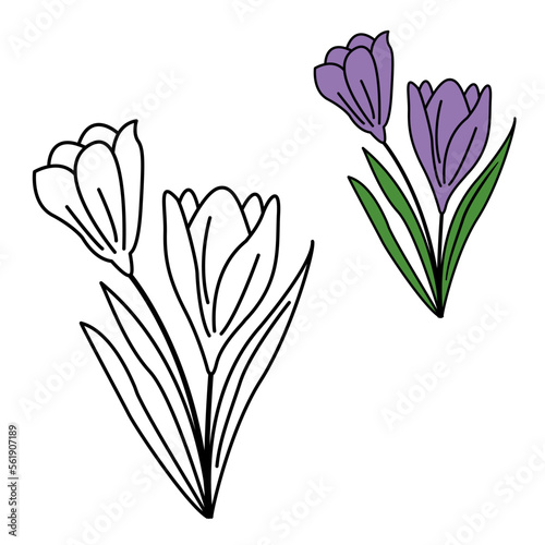 Flowers of the Windflower or Pulsatilla Patens for coloring book