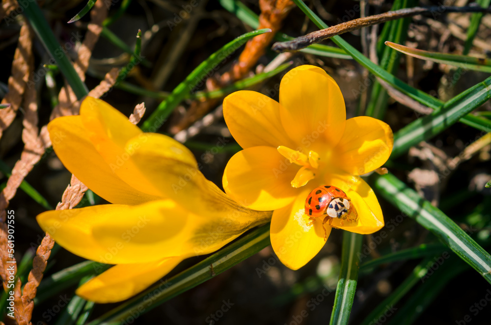 Fototapeta premium yellow crocus and red ladybug insect