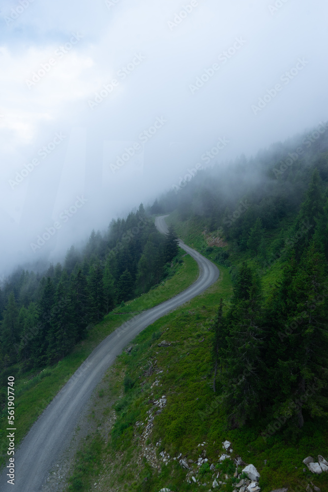 Camino por bosque con niebla