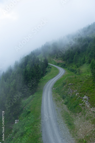 Camino por bosque con niebla