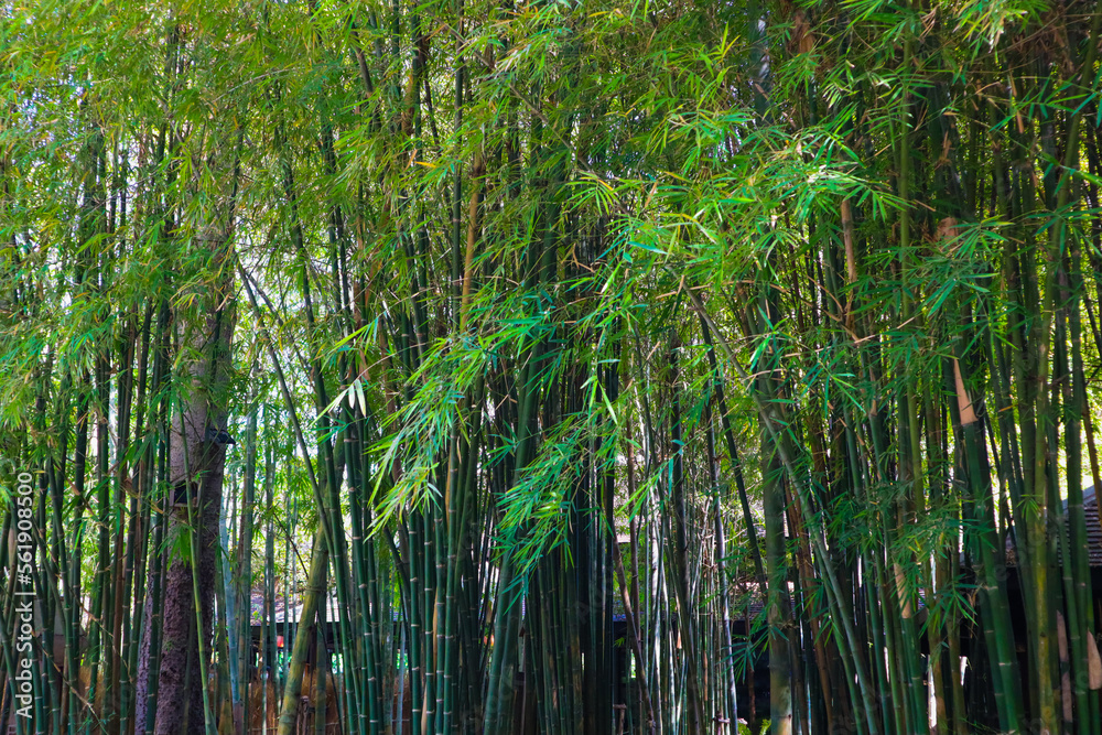 Bamboo branch in bamboo forest,Japanese garden. Bamboo branch in bamboo forest,Japanese garden.