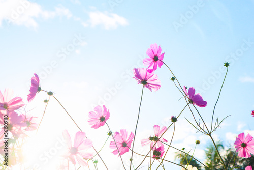 Pink cosmos flowers in garden with sunrise. © wanatithan