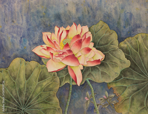 bright pink lotus © hikolaj2