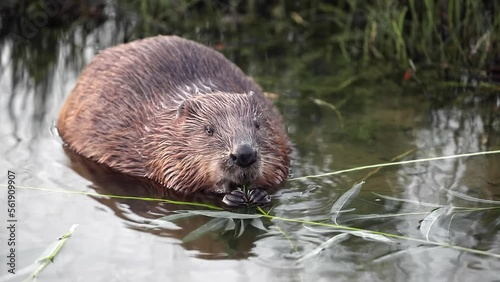 funny brown beaver sits on the shore of pond and chews green leaves and tree branches, close-up video