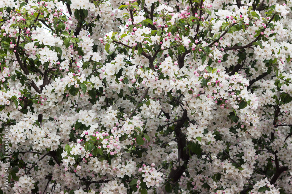 Apple blossom, background. A flowering tree in spring, beautiful and delicate flowers