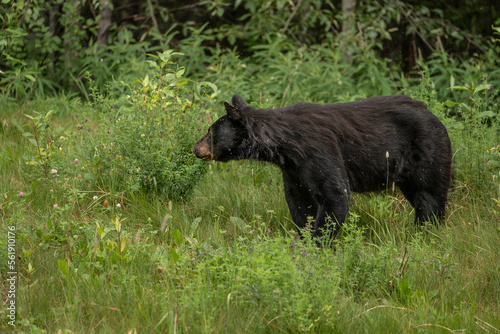 Alaskan Black Bear foraging for berries in the Alaskan wilderness