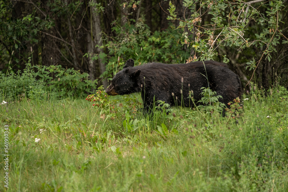 Alaskan Black Bear foraging for berries in the Alaskan wilderness Alaskan Black Bear foraging for berries in the Alaskan wilderness