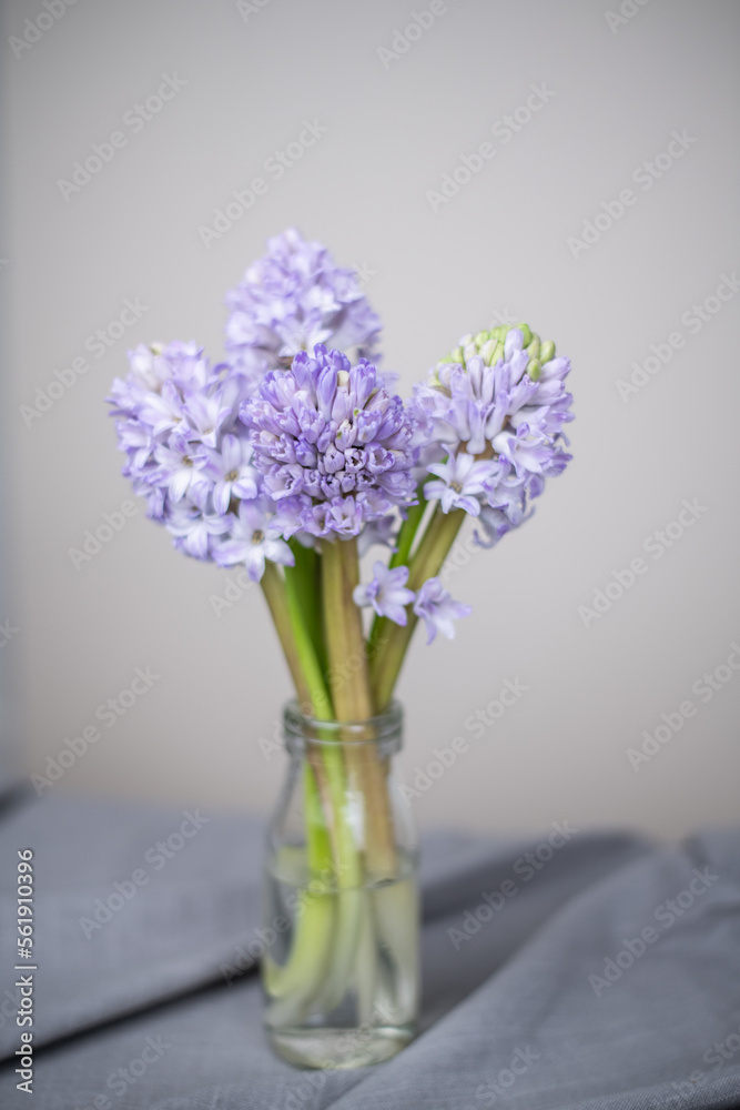 Blaue Hyazinthen in Blumenvase mit hellem Hintergrund, Blume Frühling, Blumenstrauß Blaue Hyazinthen in Blumenvase mit hellem Hintergrund, Blume Frühling, Blumenstrauß
