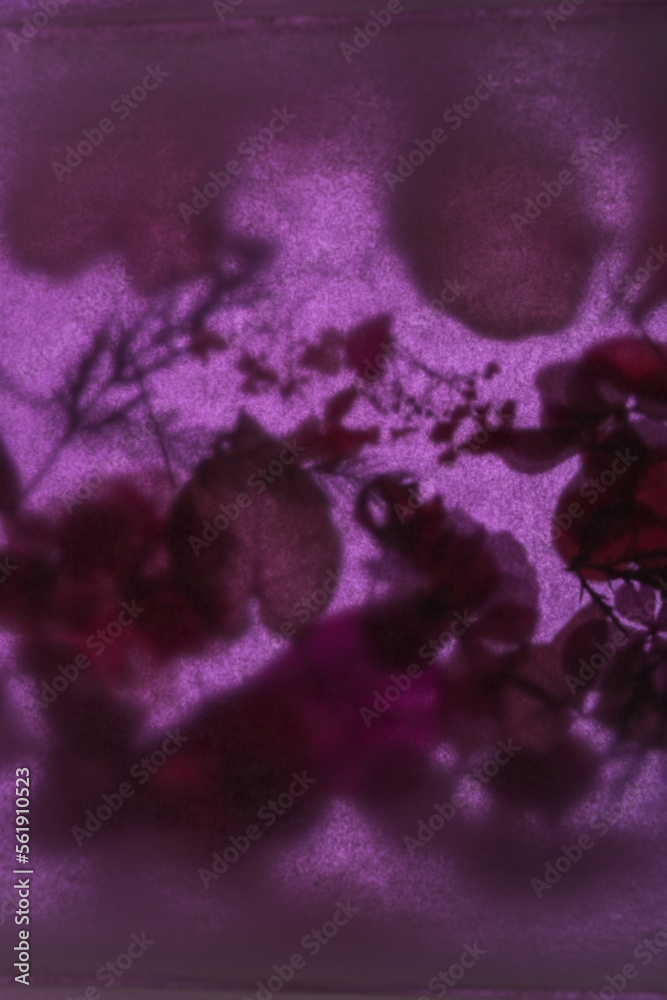 Fototapeta premium dried flowers and leaves, top view