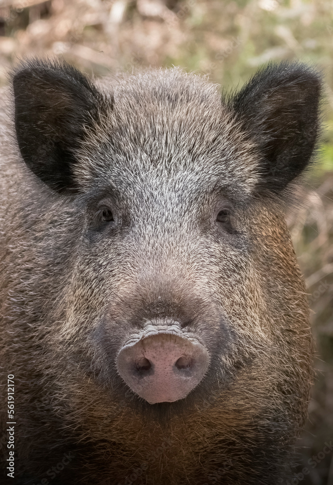 Wild boar (Sus scrofa) face close up, Italian Alps, Ligury,