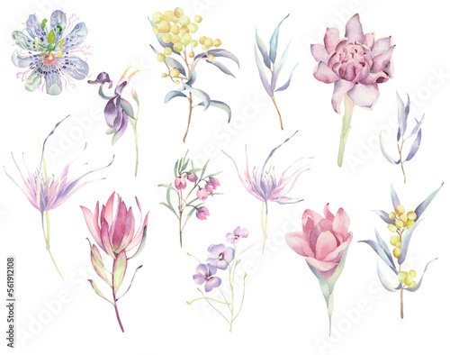 Set of Australia watercolor flowers collection: boronia, kalean, etlingera, passionflower, acacia and other