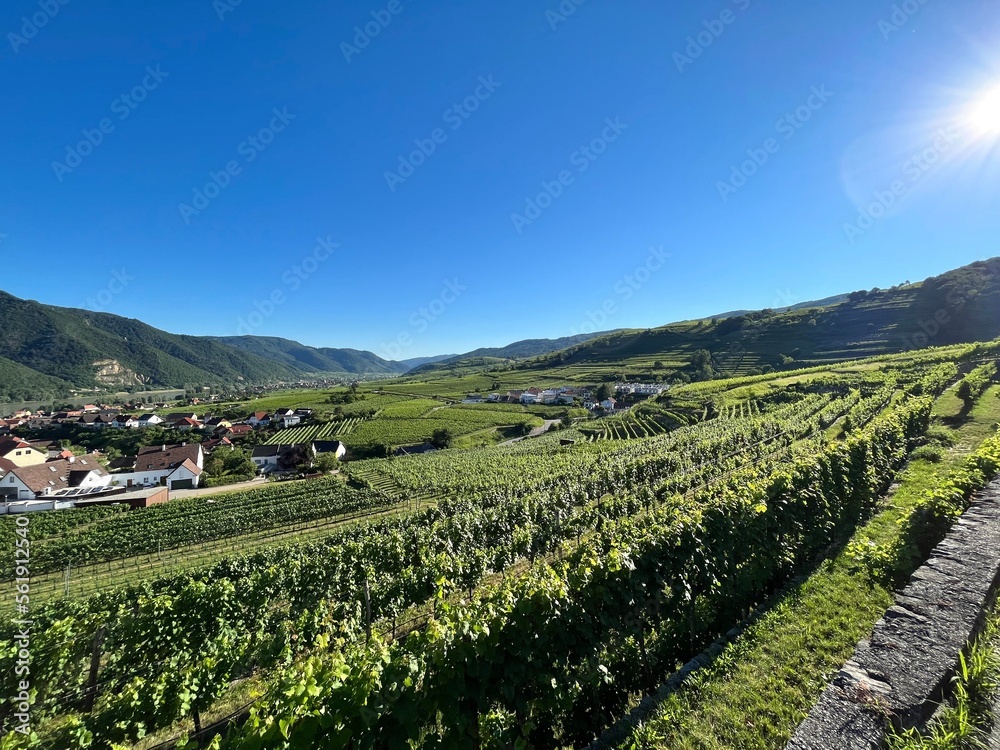 Sunny wine yards in austria | Fresh grapes for winemaking with blue sky