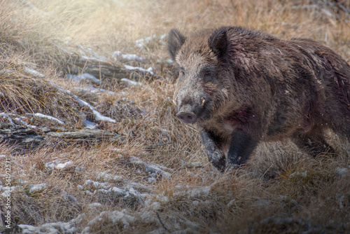 Obraz na płótnie Close up of massive male wild boar (Sus scrofa) running on an alpine meadow, Alps mountains, Italy w salonie