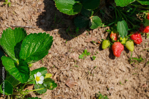 A strawberry plant with white flowers growing in the garden.