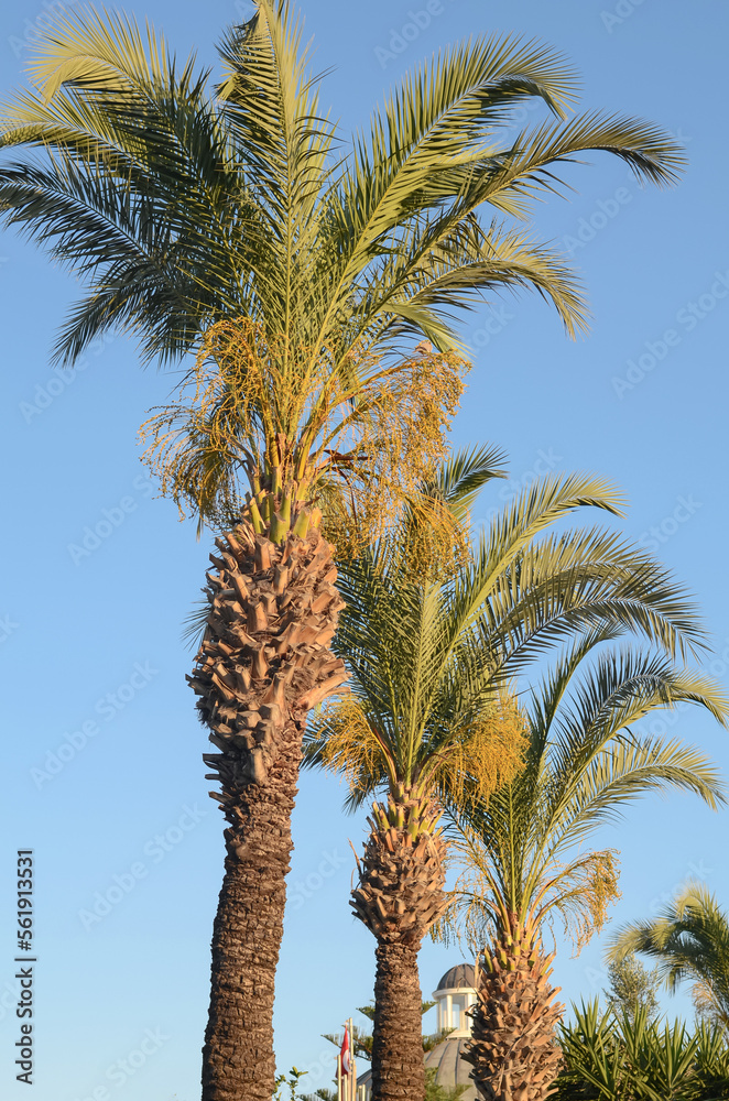 Leaves and branches of a palm tree against a blue clear sky.