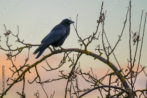 Black raven perching on a tree branch in the evening © Gabdulvachit
