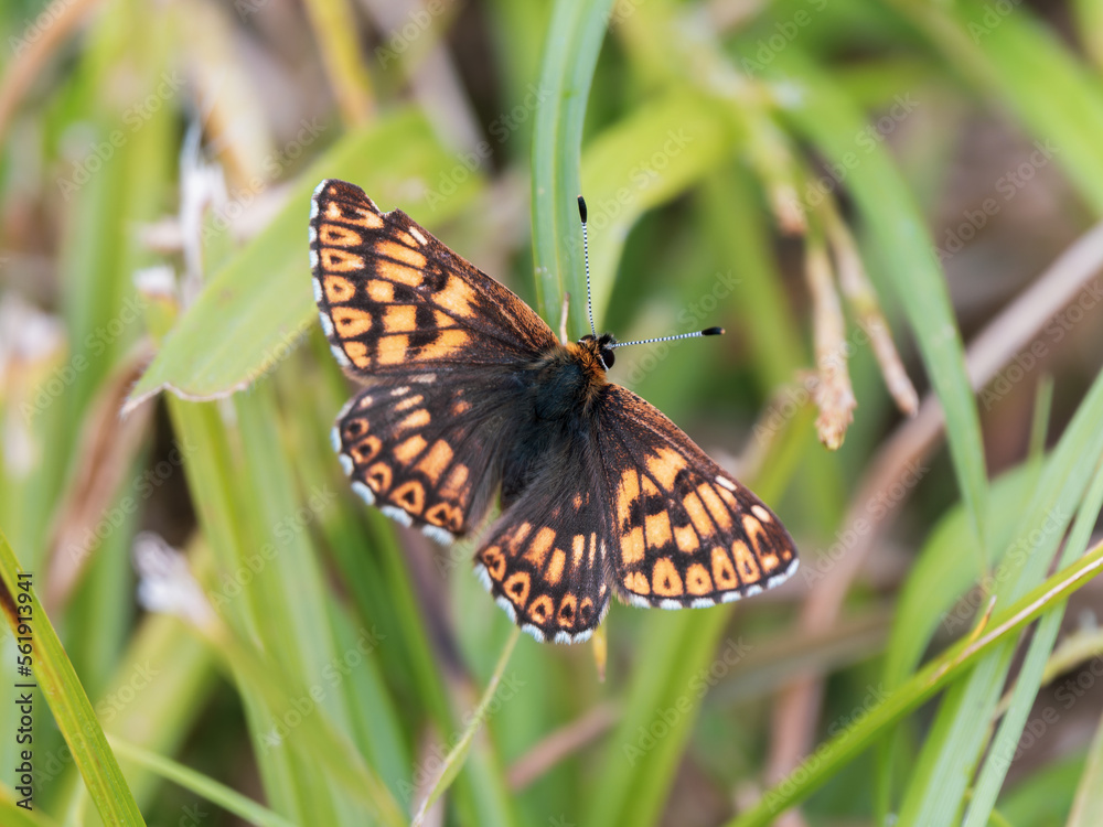 Obraz premium Duke of Burgundy Butterfly Resting on a Grass Stem