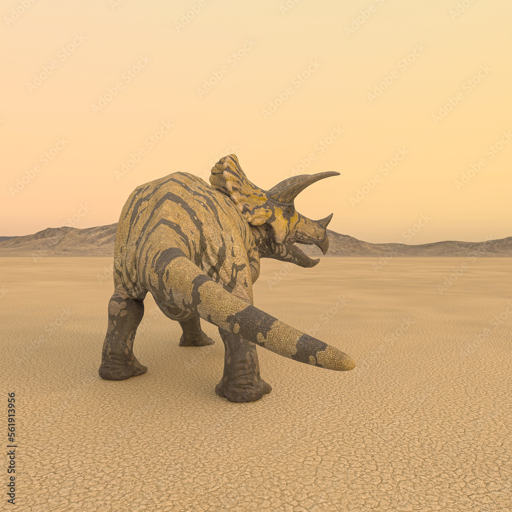 Fototapeta premium triceratops is looking for food in the desert on the afternoon rear view
