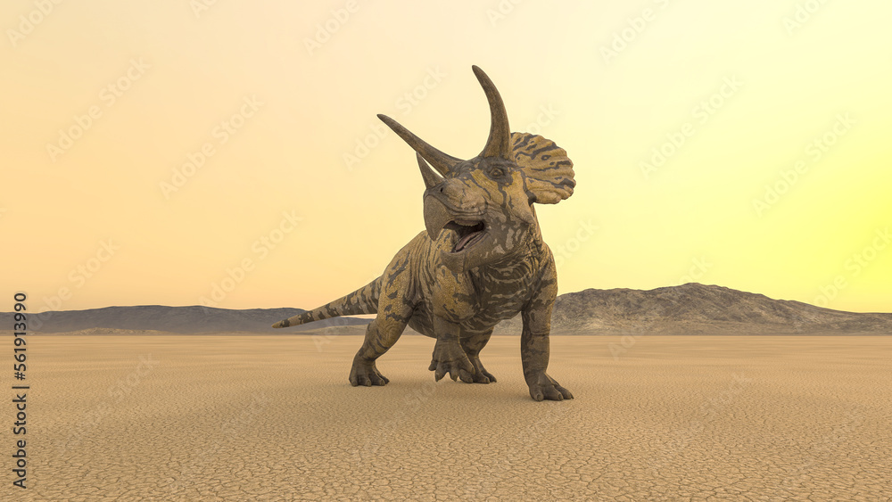 Fototapeta premium triceratops is looking for food in the desert on the afternoon