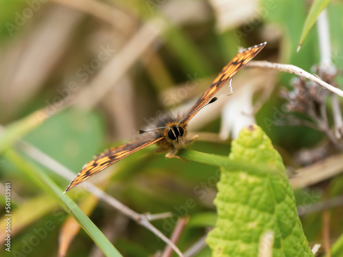 Duke of Burgundy Butterfly Resting on a Grass Stem