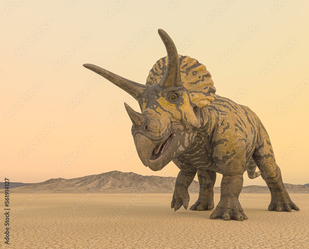 Fototapeta premium triceratops is passing by in the desert on the afternoon