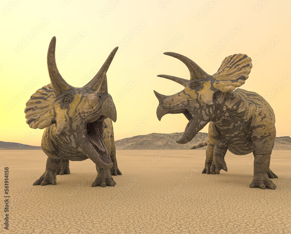 Fototapeta premium two triceratops are calling the others in the desert on the afternoon close up view