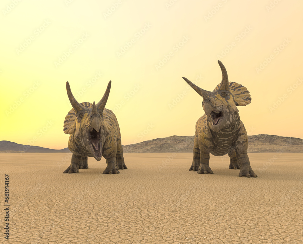 Fototapeta premium two triceratops are calling the others in the desert on the afternoon