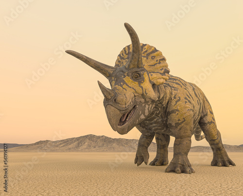 triceratops is passing by in the desert on the afternoon