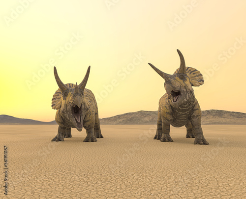 two triceratops are calling the others in the desert on the afternoon